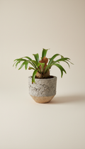 Staghorn Fern in Urban Concrete Planter