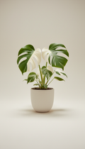 Monstera Albo in Porcelain Planter